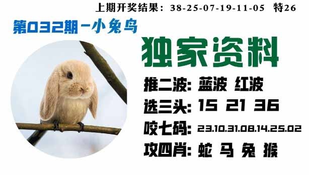 032期小兔鸟[图]